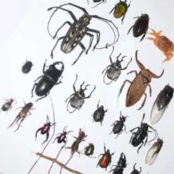 Real insect protozoan Alcohol wetworm specimen living room decoration desk decoration figurine home decor