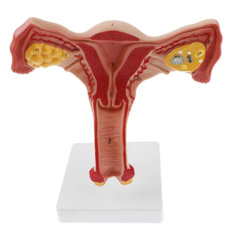 1:1 Human Female Uterus Ovary Fallopian Tubes Model Anatomical Human Anatomy Model Teaching Tools