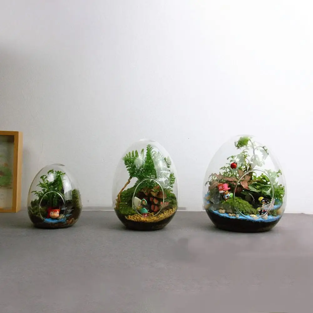 Transparente eiförmige Glasflaschen saftige Glasvase hydro po nische fleischige Mikro landschaft Glas Terrarium Moos Wohnkultur