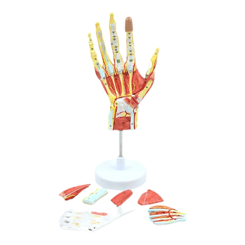 Top- Anatomical Hand Skeleton Model With Muscles, Ligaments, Nerves And Blood Vessels, Hand Bone Muscle Teaching Aids