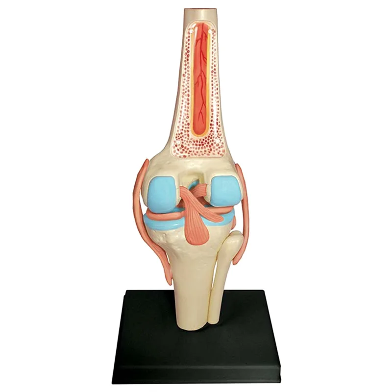 Y19A Medische Torso Menselijk Lichaam Model Onderwijs Kniegewricht Organen Model voor Student Onderwijs Studie Assembleren Model