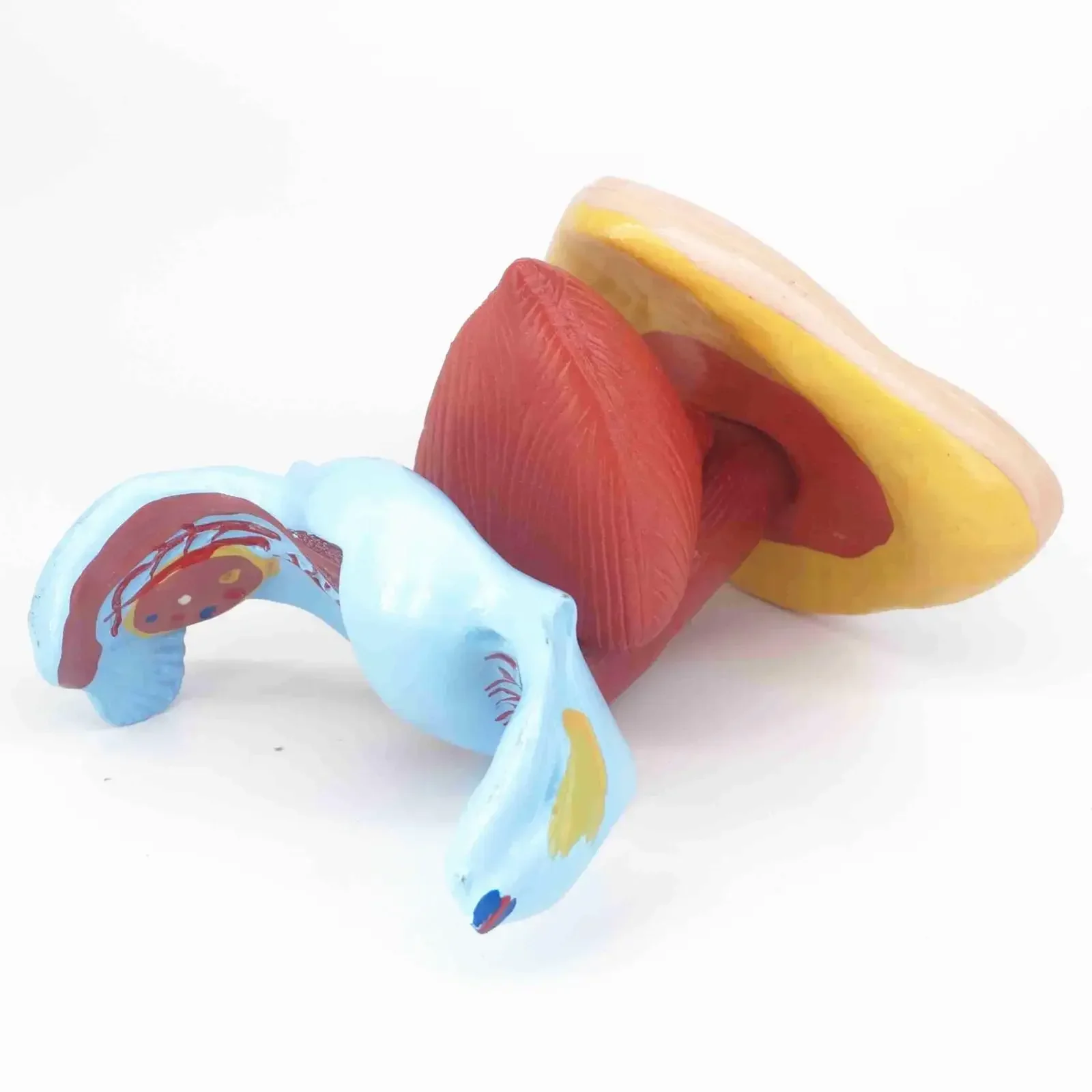 PVC Life Size Human Female Perineum uterus Anatomy Anatomical Medical Model