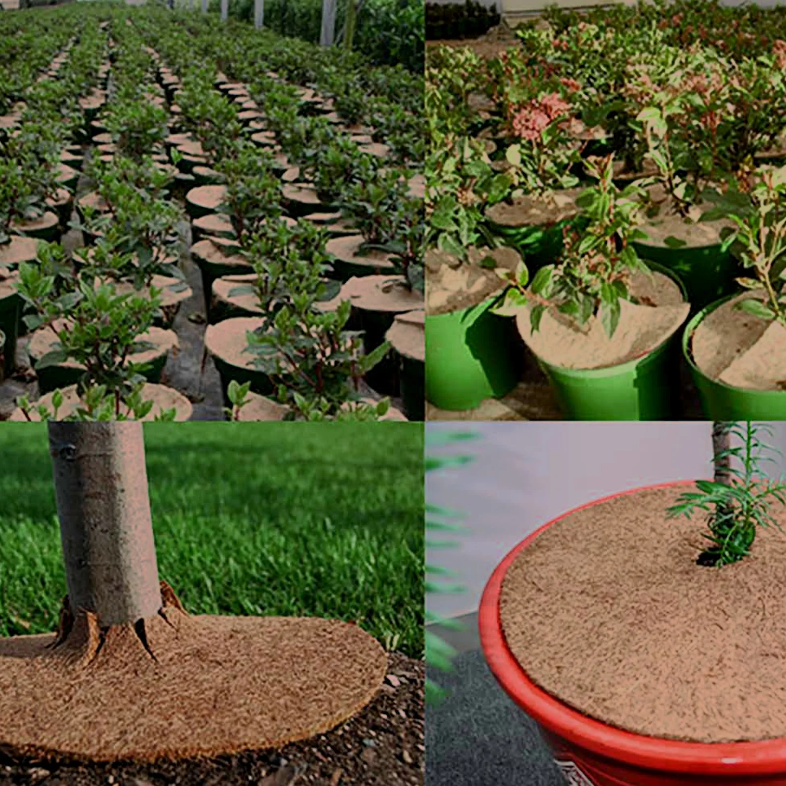 Mulch Ring Tree Protective Mats Natural Organic Coconut Fiber For Plants Thick And Durable Warm Soil Weed Control Indoor Outdoor