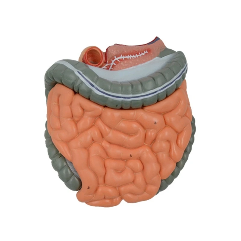 

Human Digestive System Anatomy Model with Remvable Parts