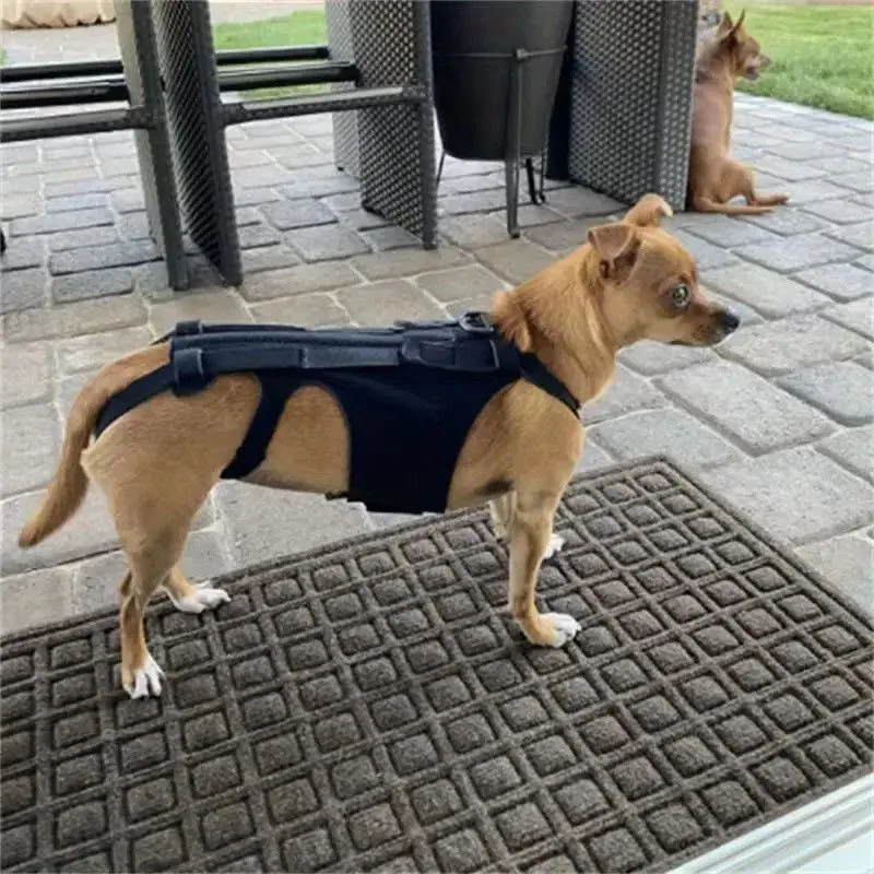 Dog Back Support Brace Vest For Intervertebral Disc Protection Rehabilitation Assisted Canine Spine Back Support Holder