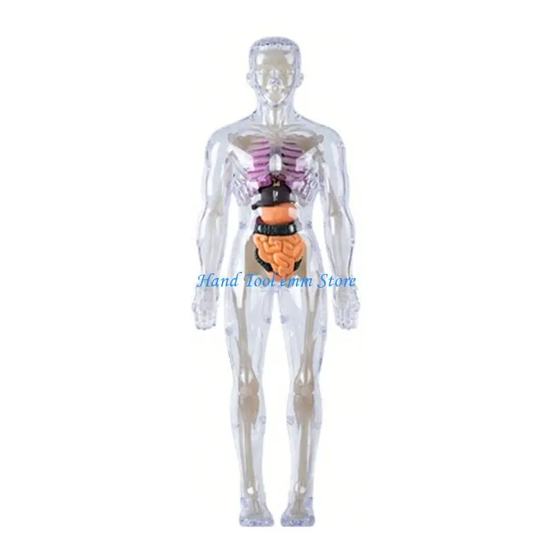 H37F Clear Human Skeleton Anatomy Model With Detachable Organs Interactive Educational Toy For Kid Age 8+ Classroom Teaching