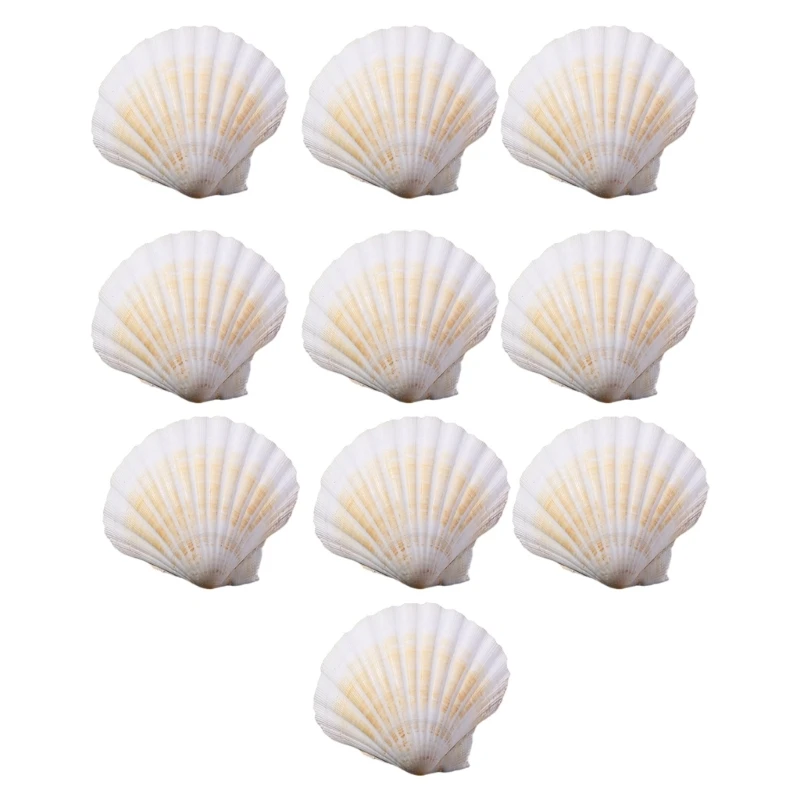 10PCS Natural Scallops Craft Shells Portable Craft Supplies Accessory for Pendants and Serving Daily Use