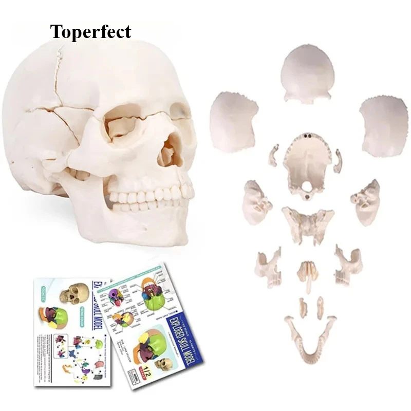 

Anatomy 15 Parts 4D Disassembled White Mini Skull Anatomical Model Human Detachable Skull Puzzle Medical Teaching Tool