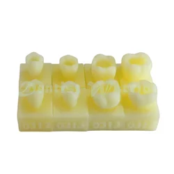 1 set Dental Flow Composite Resin Filling Model Practise