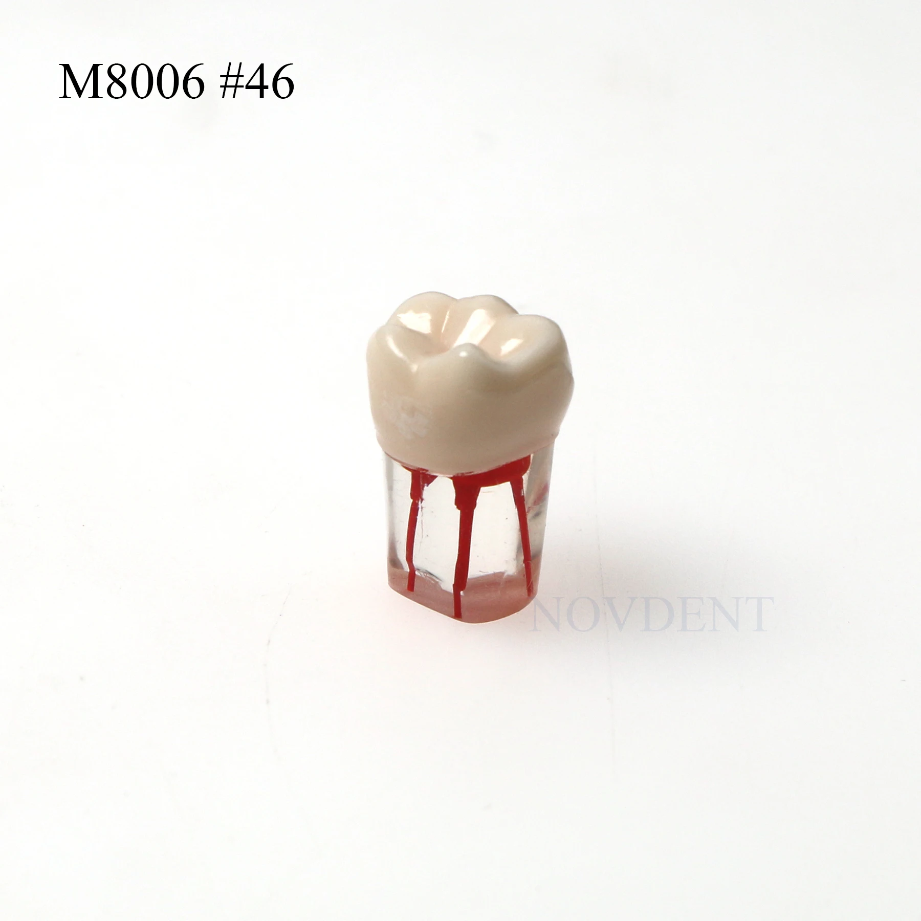 Dental RCT Typodont Model Endo Roots Canal Teeth Model Study Practice M8006 #46