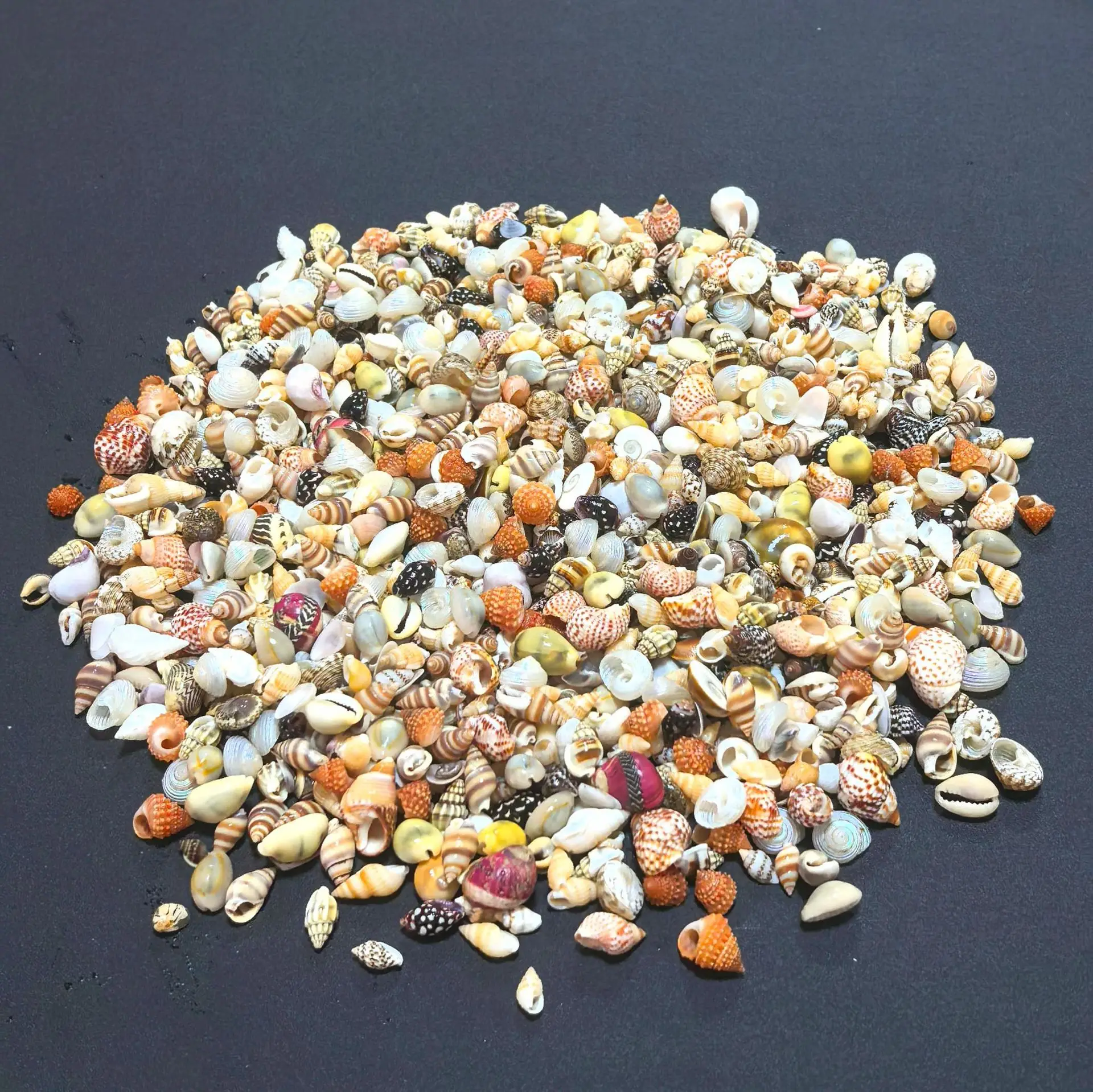 Shells Are Sold by the Pound Mixed Assortment. Handmade DIY Table Setup Making Float Bottles