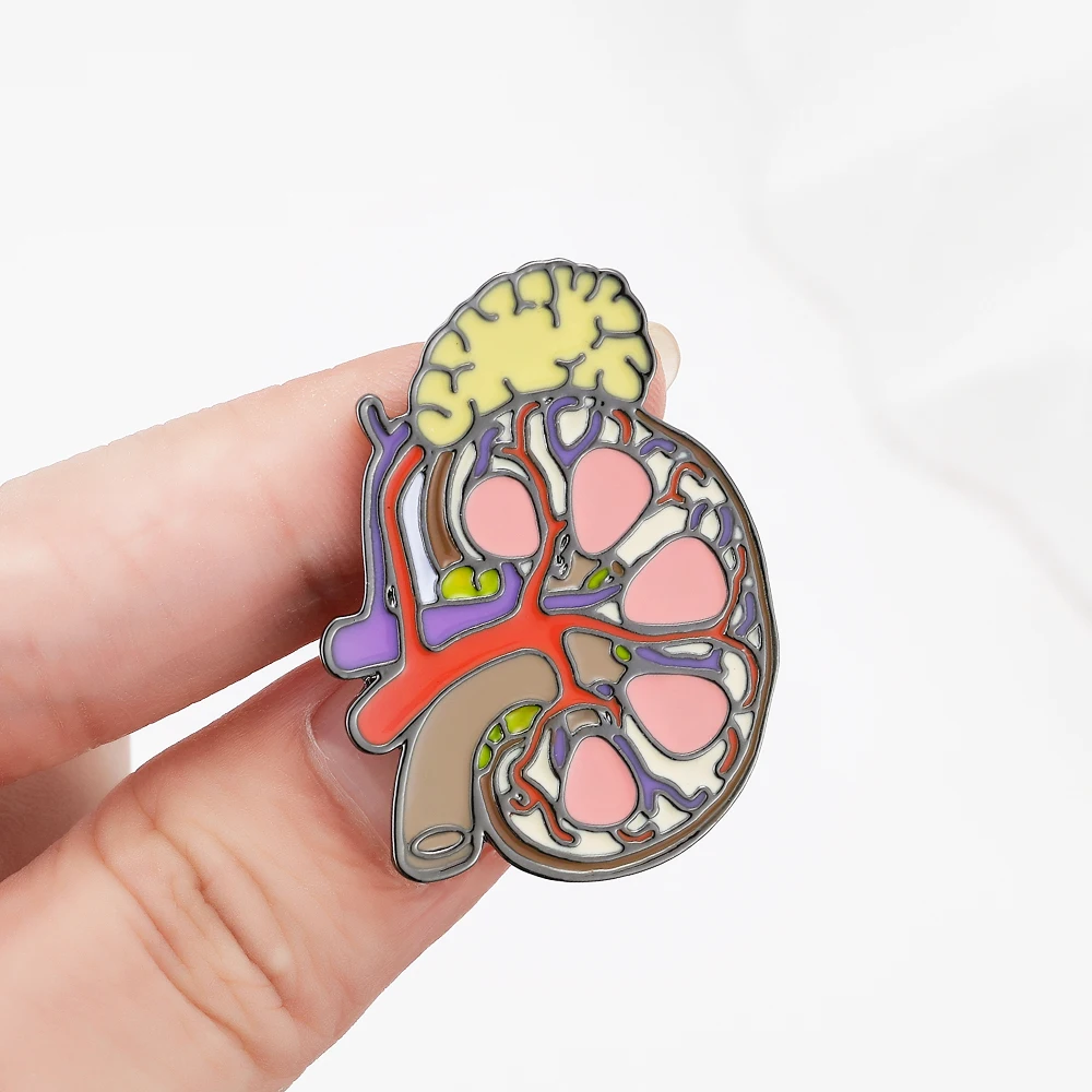 DCARZZ Kidney Enamel Brooch Medical Anatomy Biology Organ Pin Badge for Doctor Nurse Medicine Student Jewelry Accessories