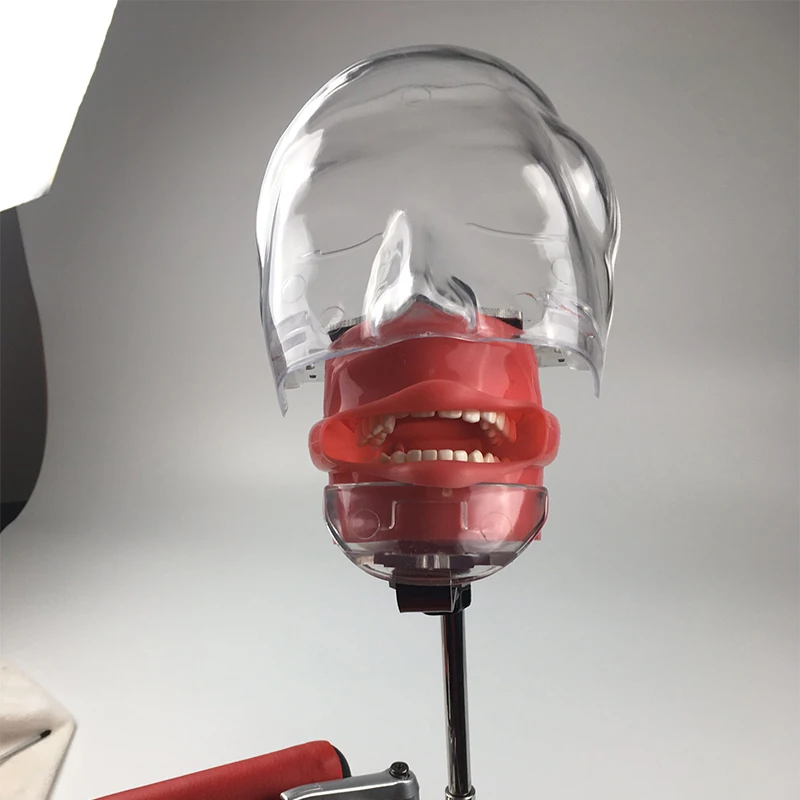 U4 Dental Simple Head Mode for Teaching and Learning in Dental Classes