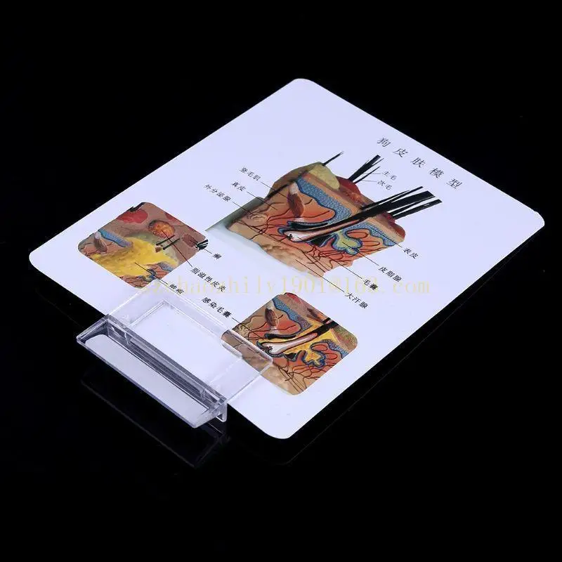 

62KA Sick Dog Canine Skin Anatomical Model Veterinary Vet Anatomy Display Teaching