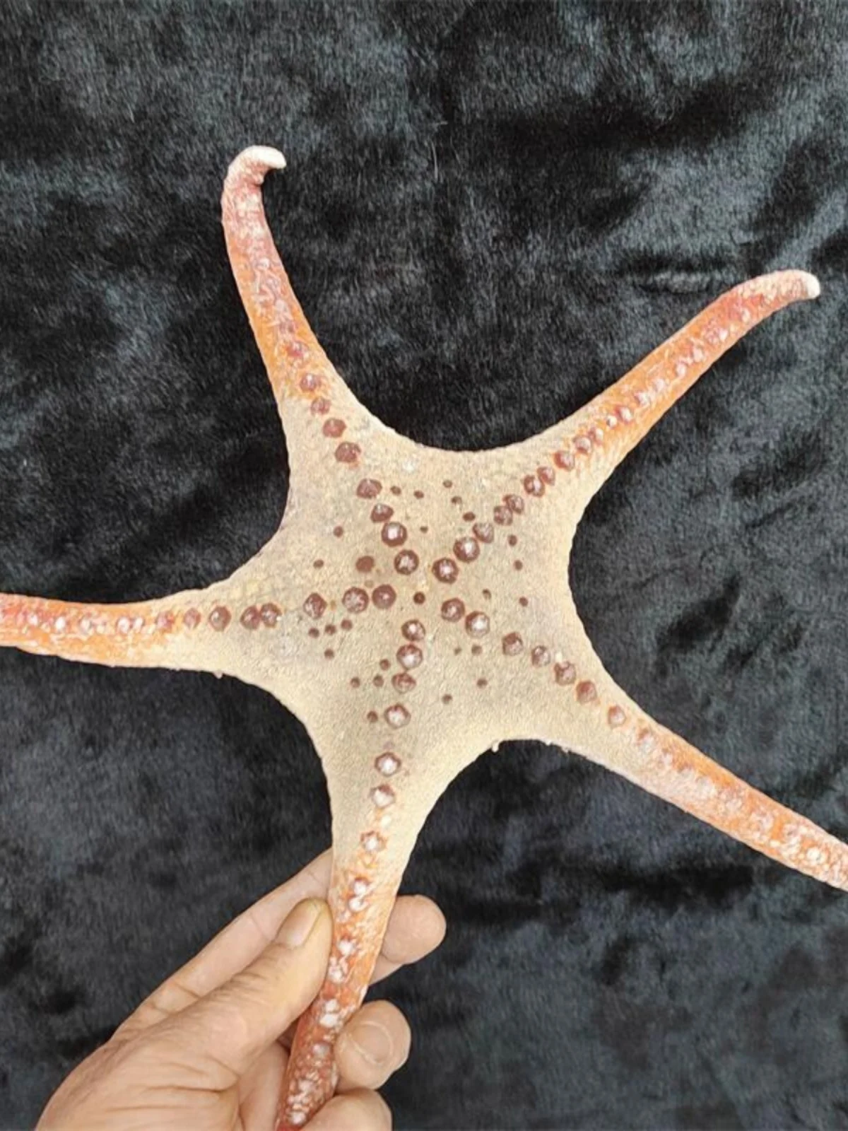 Natural Sea Stars: Indian Giant Sea Star, Finger Sea Star - Creative DIY Decor for Aquarium Scenery, Wall Stickers & Craft