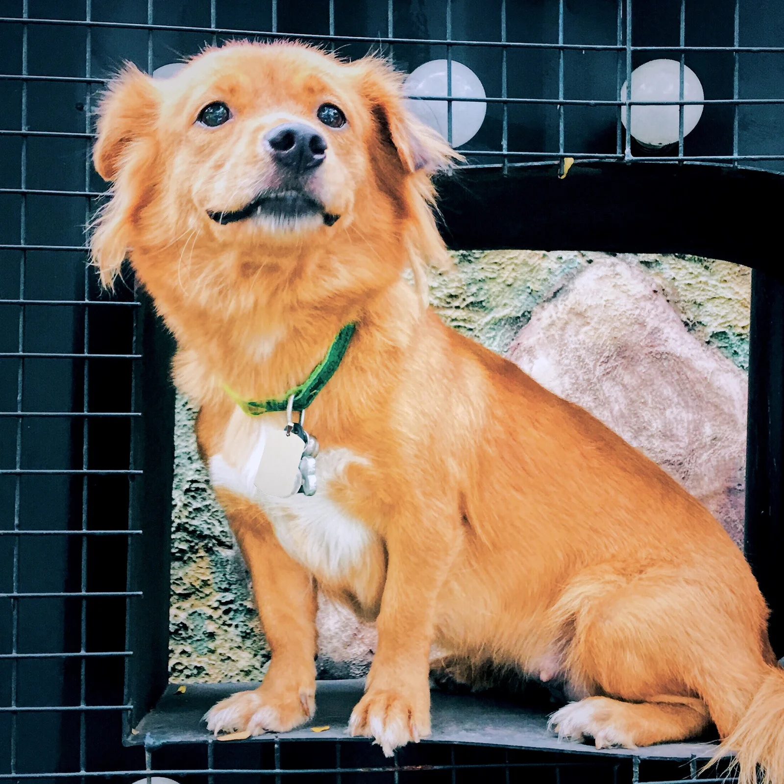 

10Pcs Blank Military Style Tags Titanium Steel Pendants for DIY Engraving Pet Dog Cat Tag Stamping Stamping Tags