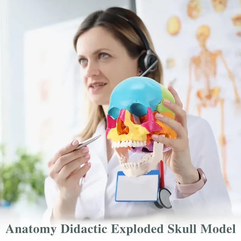 for Color 22 Parts Life Size Exploded Anatomical Skull Model for Medical Student Human Anatomy Teaching and Studying Natural