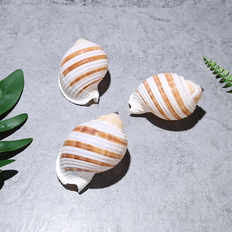 Natural Striped Snail for Fish Tank, Aquarium Decoration, Red and White Stripes Conch shells, DIY Water Wave 7-9cm 2Pcs per Lot