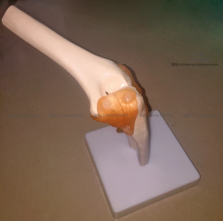 Medical plastic teaching model of human knee joint model with anadesma 1 to 1