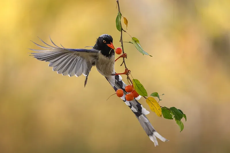 

Sulong SL301 1:14 Alloy 4WD RC Car - 2.4G High-Speed Mountain Climbing Off-Road, Racing Toy Gift for Boys