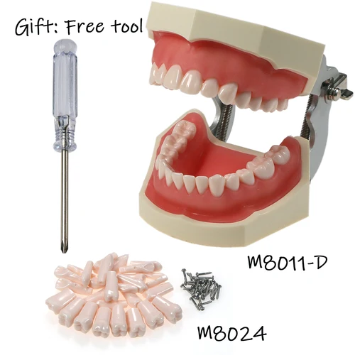 Imagen 2 del producto Kilgore Nissin 200 tipo Dental Typodont modelo 28 piezas dientes extraíbles M8011-C/DM8024