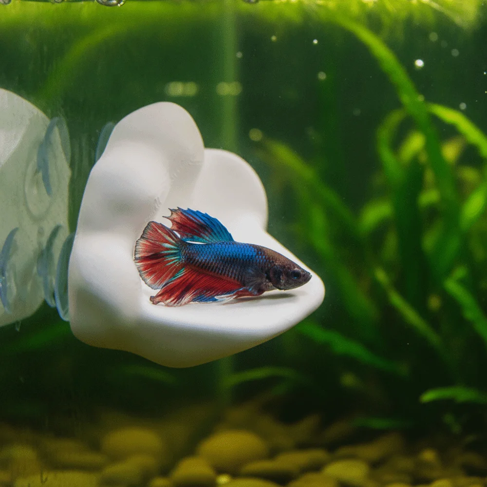 3D Printing Cloud Shaped Fish Tank Platform with Suction Cup Plastic Betta Resting Platform Durable Creative Fish Hammock