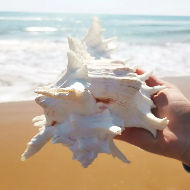 Natural Giant Spider Conch Shell for Aquarium Decoration and Ocean Theme Home Decor