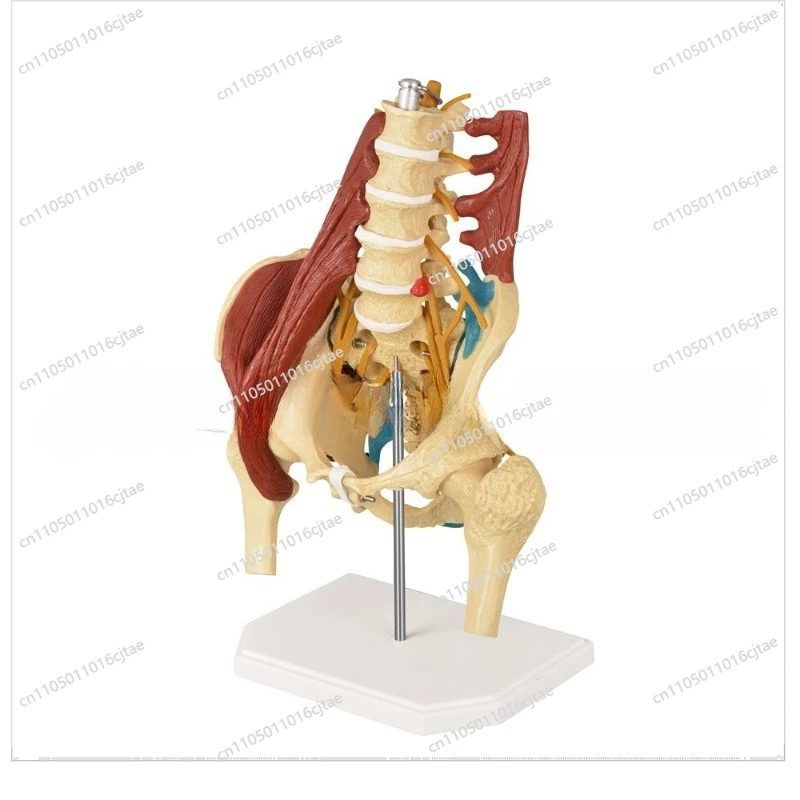 For (Vertical) Human Lumbar Spine Belt Muscle Model, Adult Proportional Lumbar Spine Belt Muscle, Pelvic Muscle Model