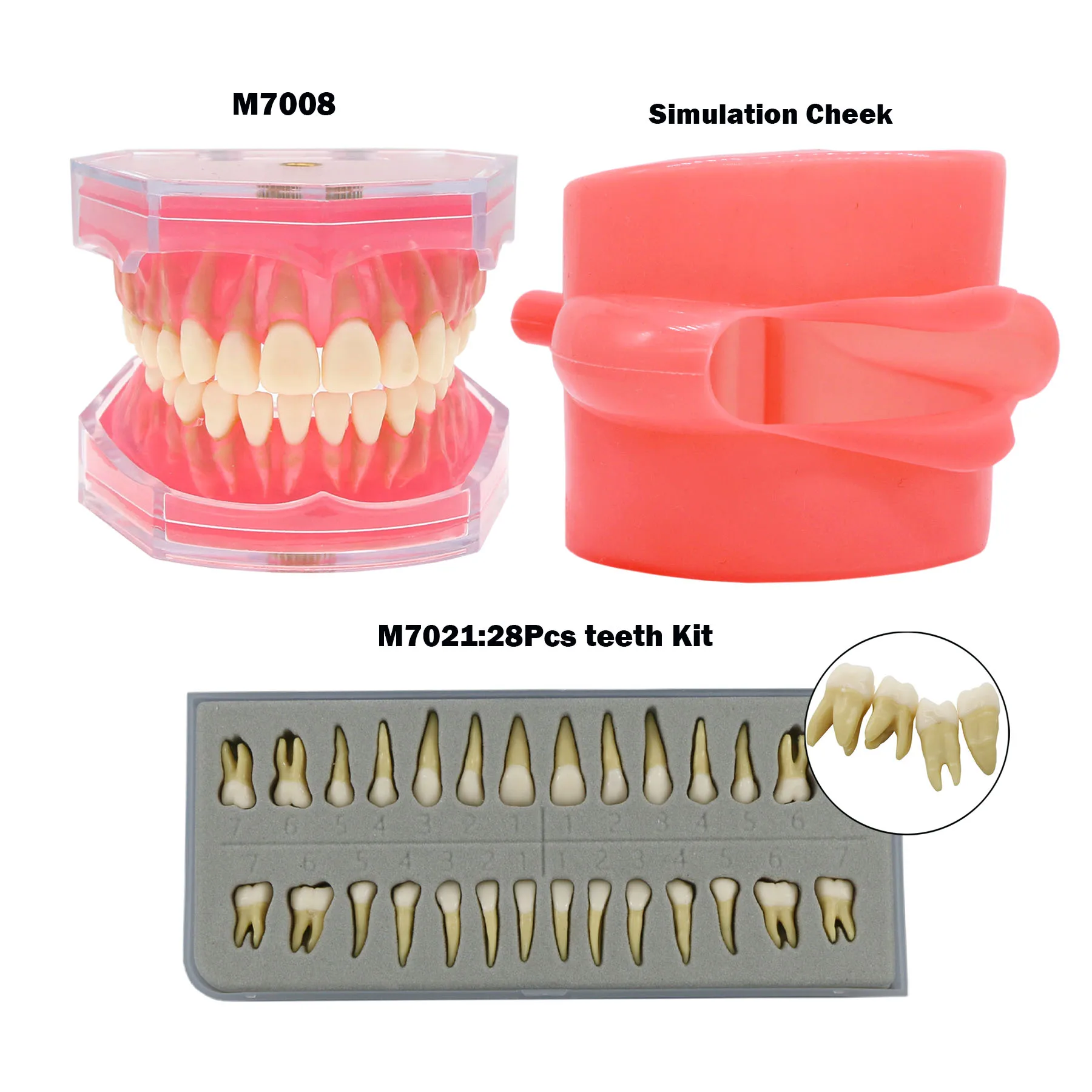 

Dental Standard Practice Teeth Model Removable 28pcs Tooth Simulation Cheek Soft Rubber For Dentistry Teaching Studying