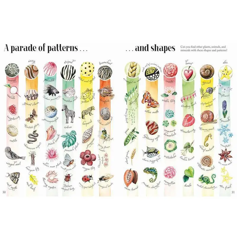Magdalena KonecnaNatures Wonderful Colors 3 Shapes And Patterns In Nature Sekaninova Stepanka Albatros Media 9788000061252 Book