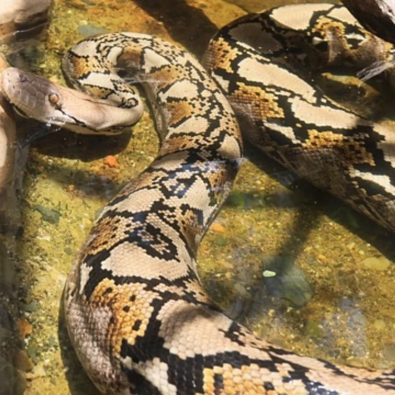 MJX RC 하이퍼 고 14211 RC 자동차 부품 개조 액세서리 자동차 쉘