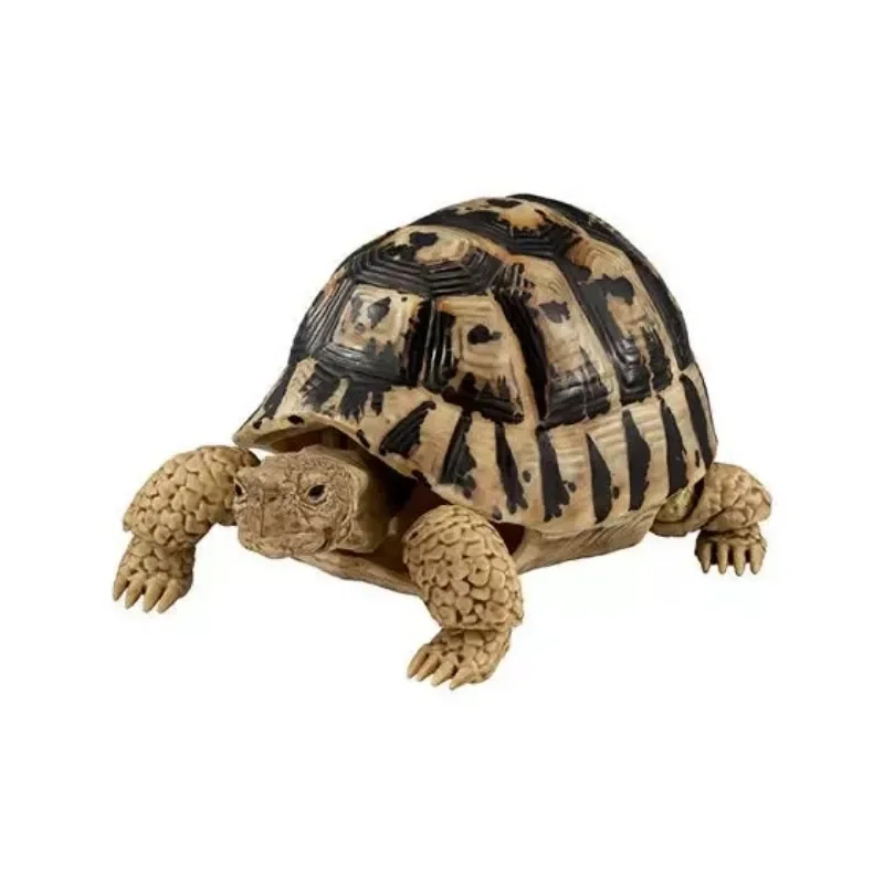 BANDAI-Original Japão Gashapon Action Figure, Tartaruga Bonito, Série Deformação, Simulação Animal, Estrela Indiana, Brinquedos Tartaruga