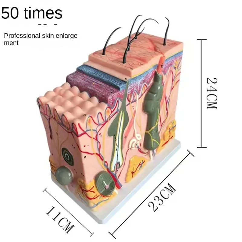 35、50x Model anatomiczny struktury ludzkiej skóry, wzmocnienie hierarchii tkanki, struktura skóry