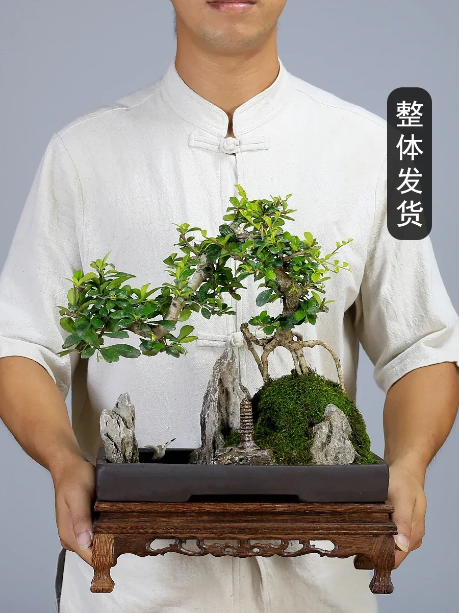 أوراق صغيرة فوجيان الشاي المشهد الجنينة بونساي النمذجة النباتات كومة قديمة داخلي غرفة المعيشة مكتب غرفة الشاي النباتات الخضراء بوعاء p