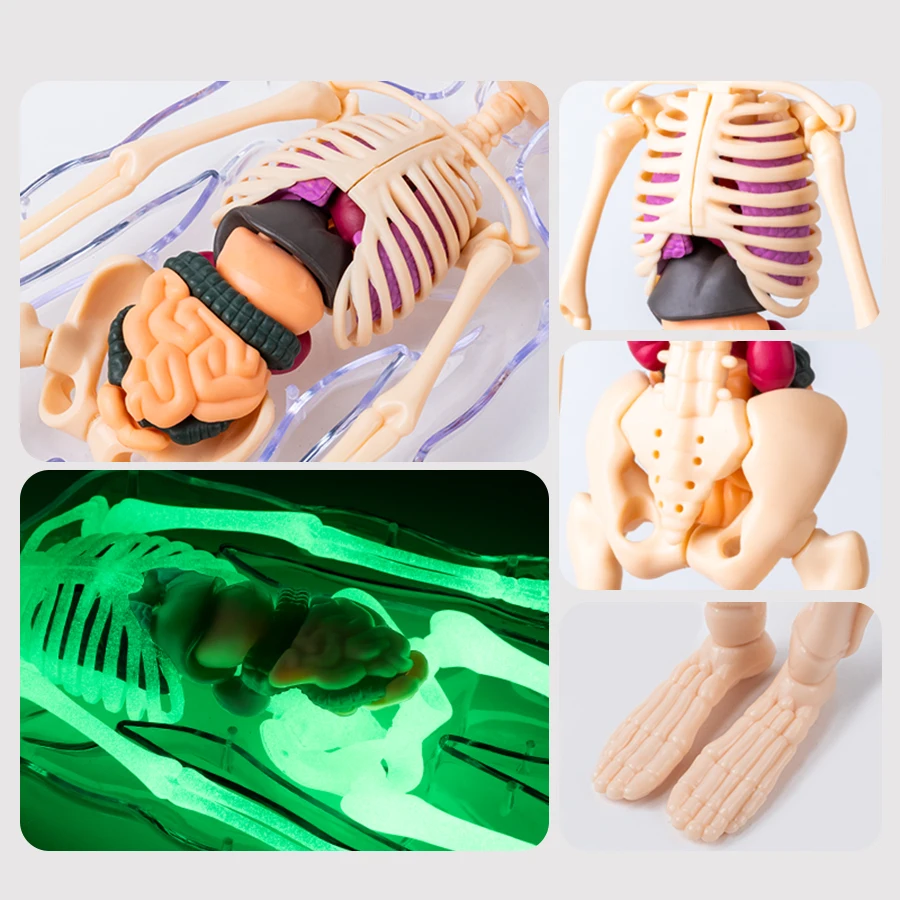 Modelo de estrutura corporal humana, órgãos, ossos, montagem removível, anatomia biológica, medicina, órgãos corporais 3D, brinquedos infantis