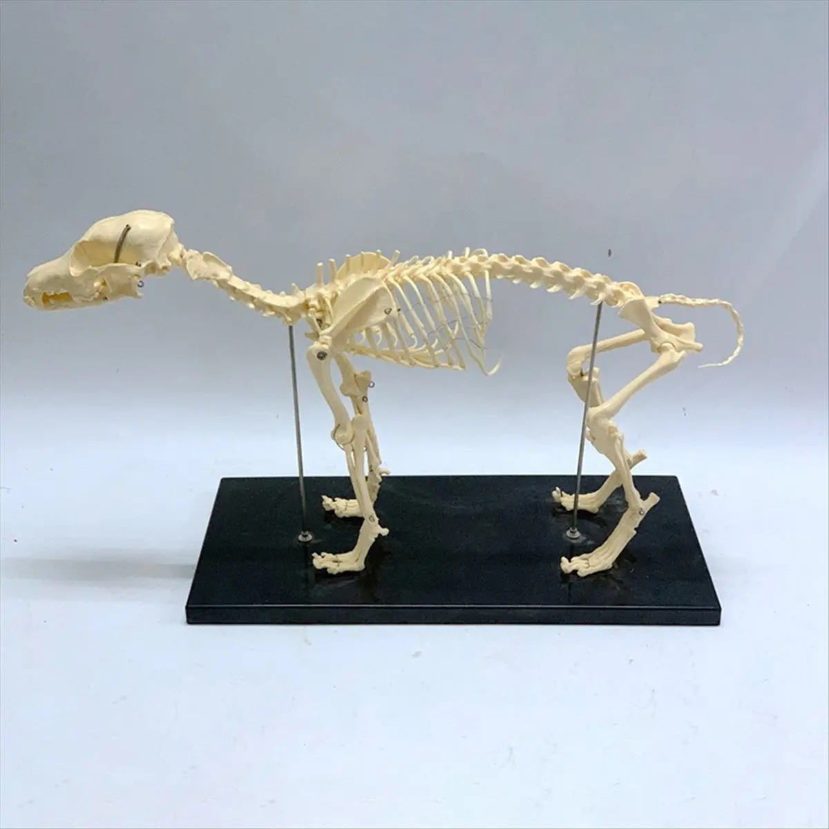【~ NEW A99Z】Dog Skeleton Model Dog Anatomy Animal Teaching Model Laboratory Veterinary Teaching Demonstration Tool