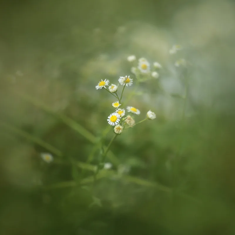 Center Spot Center Exposure Edge Bokeh Hollow Foreground Bokeh Blur Photography Studio Close-up Filter