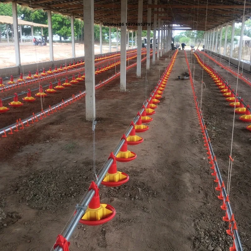 Automatic Poultry Farm Equipment Machinery for Layer Egg Chicken