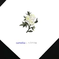 Camellia