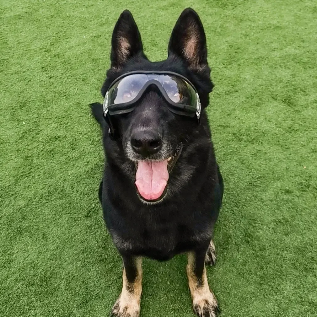 Fashion Pet Dog glasses medium Large Dog pet glasses Pet eyewear waterproof Dog Protection Goggles UV Sunglasses Aseo Chinchilla