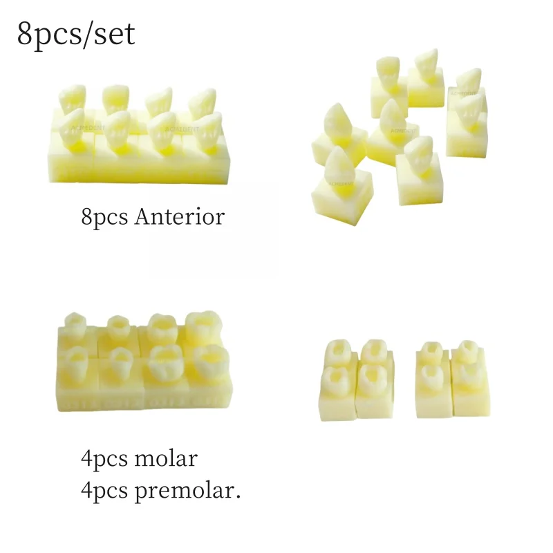 Dental Dentist School Model Fill Anterior Molar Cavity Hole Model Practise