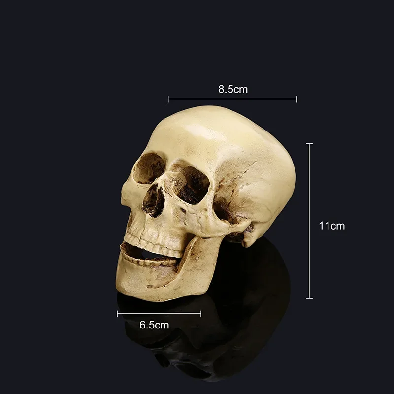 Skull Model of Human Head Anatomical Model Medicine Skull Human Anatomy Anatomical Head 11x8.5x6.5cm