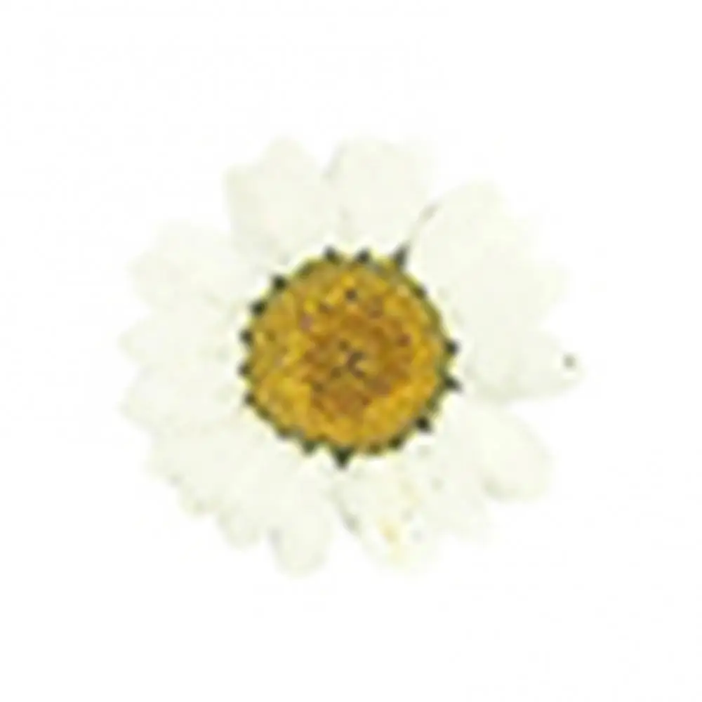 Natural Flower Epoxy Resin 12Pcs DIY Pressed Dried Nail Craft Phone Decoration