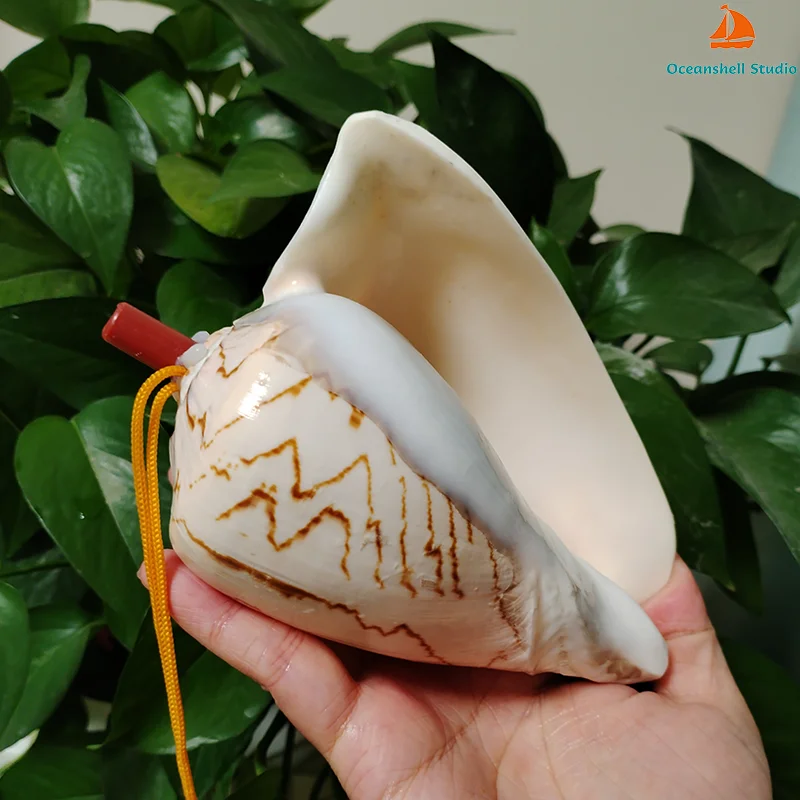 

Large Natural Conch Horn Pendant Horned Turban Shell Handicrafts for Kid Genuine Blowing Shell Whistle Music Instrument Gifts