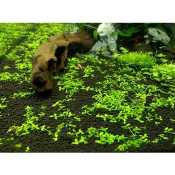 12 最佳銷售 水族箱種子 - №9