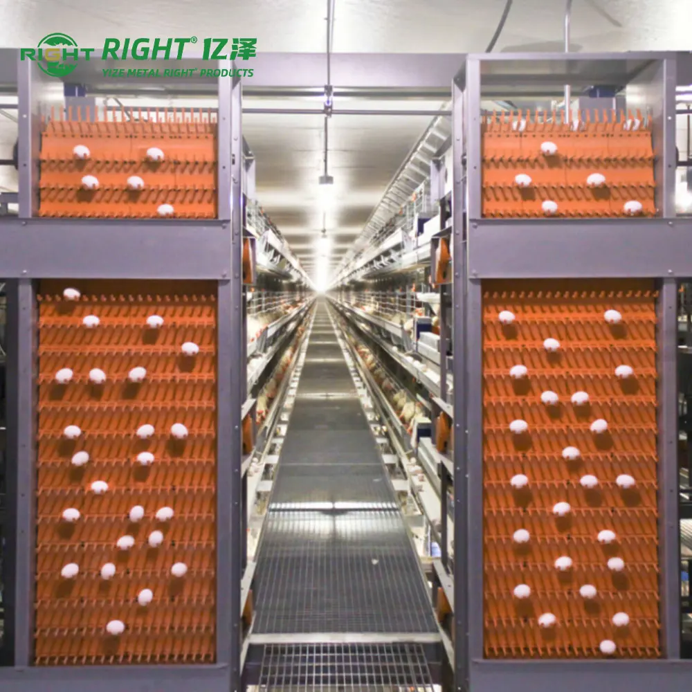 Fully Automatic Egg Collection Machine for Poultry Layer Chicken Farm