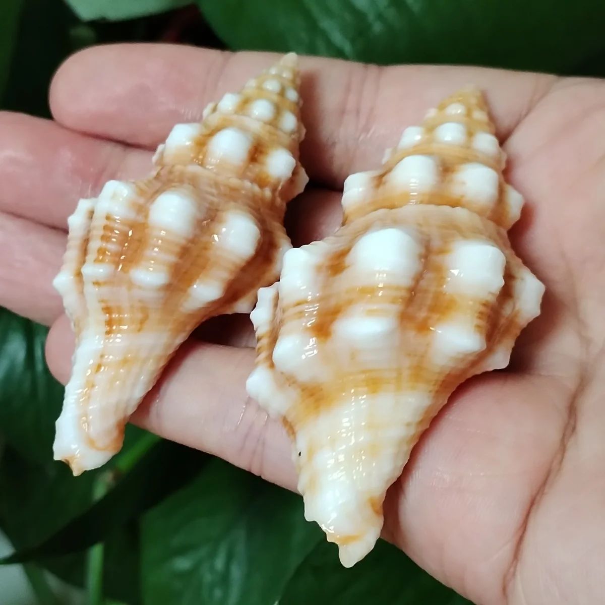 جامع المحار الدوار الملح الطبيعي ، أصداف الذهب ، حفلة موضوع الشاطئ ، حوض الأسماك ، ديكور الزفاف ، 2 التفاف