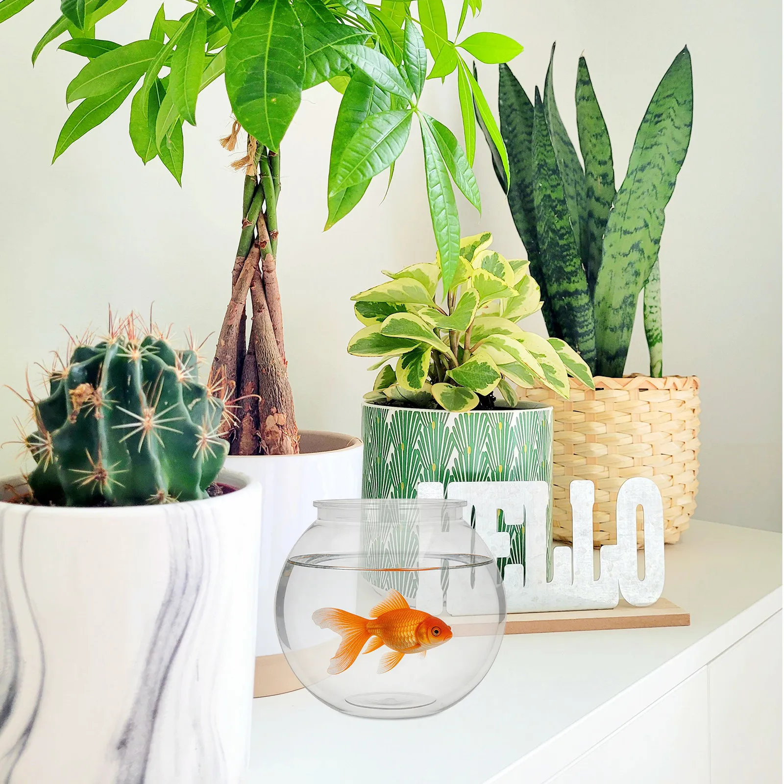 Mini terrarium transparent en  - Aquarium Plant avis et prix