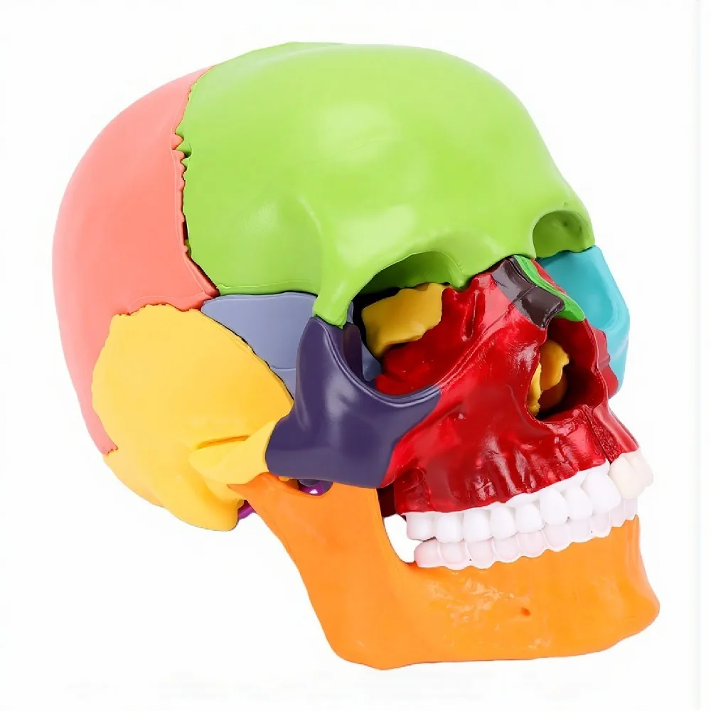 15 Parts Human Skull Model Color Coded Half Size Detachable Skull Model Illustrated Guide Detachable Teaching Skull Model