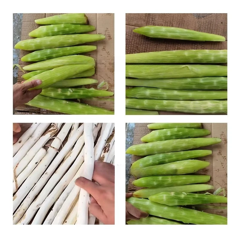 Industrial Multi-function Yam Peeling Machine / Radish Peeling Machine / Asparagus Peeling Machine